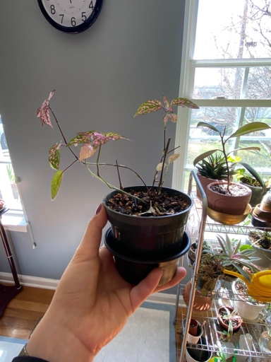 If your polka dot plant is looking leggy, it may be because it's not getting enough light.