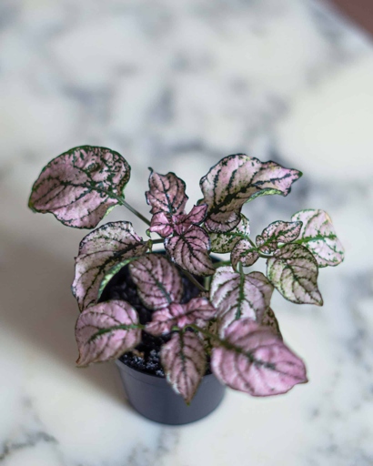If your polka dot plant is wilting, it's probably because it's not getting enough water.