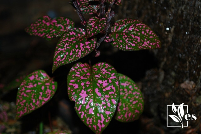 If your polka dot plant's leaves are drooping, it could be a sign that the temperature is too extreme for the plant.