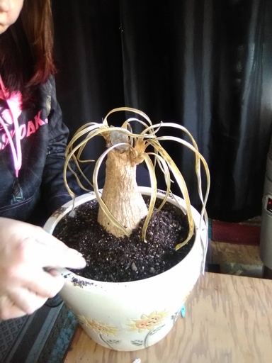 If your ponytail palm is dying, you can try to propagate it to save it.