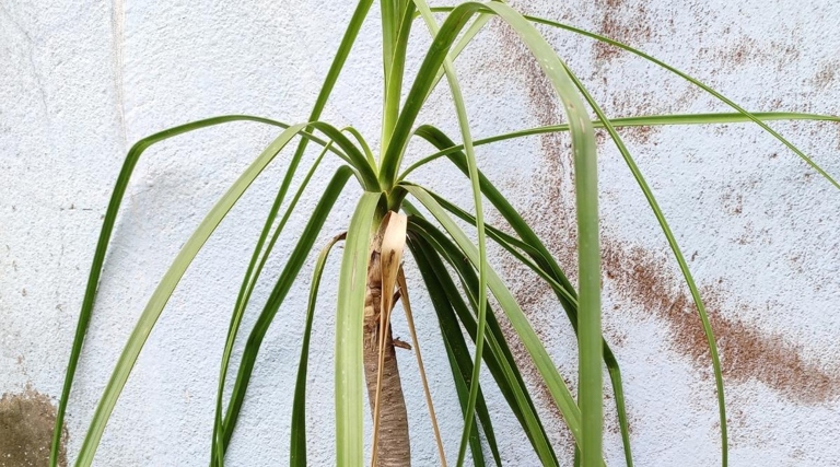 If your ponytail palm is wilting, it is likely overwatered.