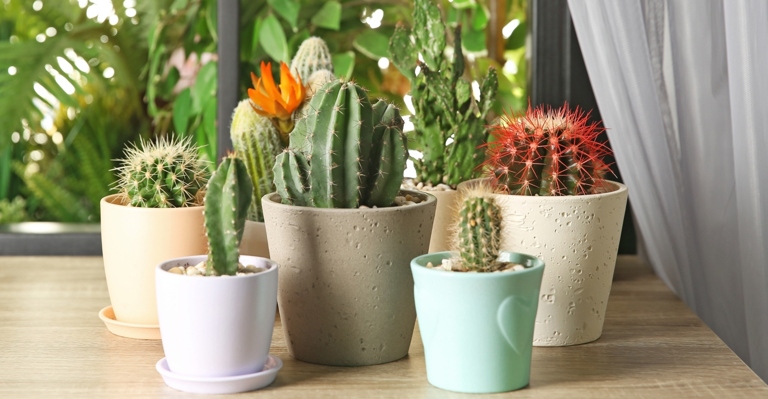 If your pot does not have proper drainage, your cactus is at risk for overwatering.