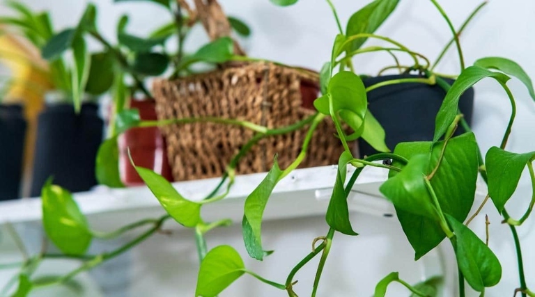 If your pothos is looking leggy, one way to fix it is to remove the top of the plant.