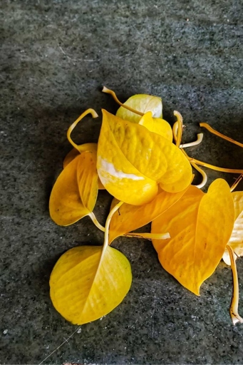 If your pothos is looking limp and yellow, it may be time for a repot.