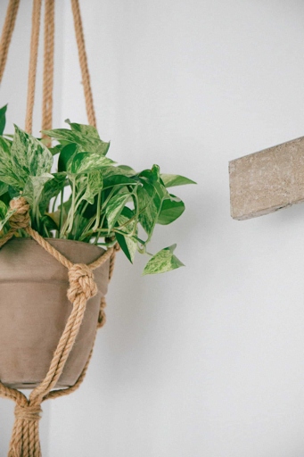 If your pothos is not growing, there are a few things you can do to troubleshoot the issue.