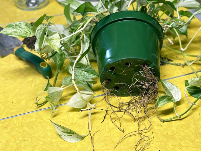 If your pothos is root bound, it's time to remove it from the pot and replant it.
