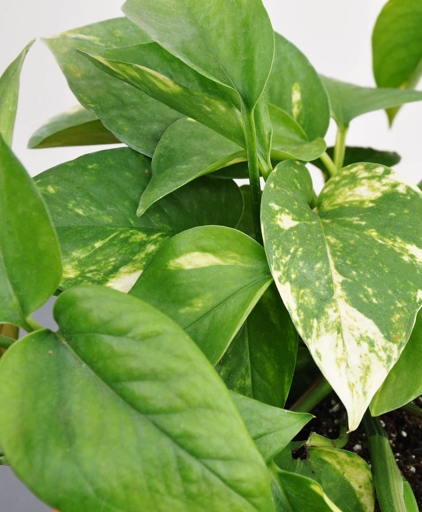 If your pothos is wilting, its leaves are drooping, or it's overall appearance is dull, it probably needs watering.
