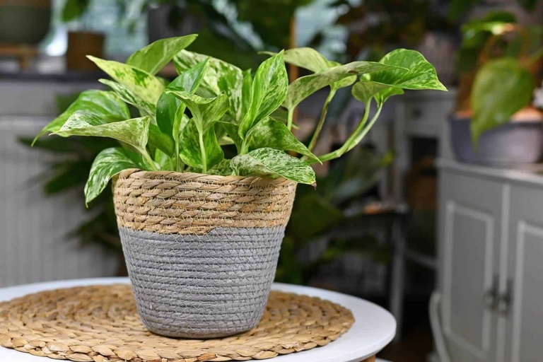 If your pothos leaves are curling, it is likely due to overwatering.