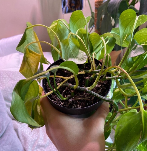 If your pothos leaves are curling, it's likely because they're not getting enough light.
