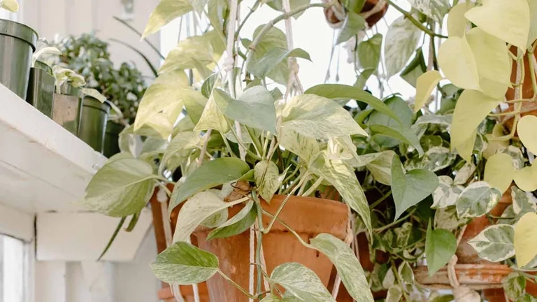If your pothos leaves are turning white, it may be due to a lack of light. Try placing your plant near a window or artificial light source.