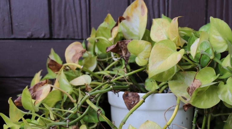 If your pothos leaves are turning white, it's likely due to too much sunlight exposure. Move your plant to a location with indirect sunlight and monitor for further leaf discoloration.