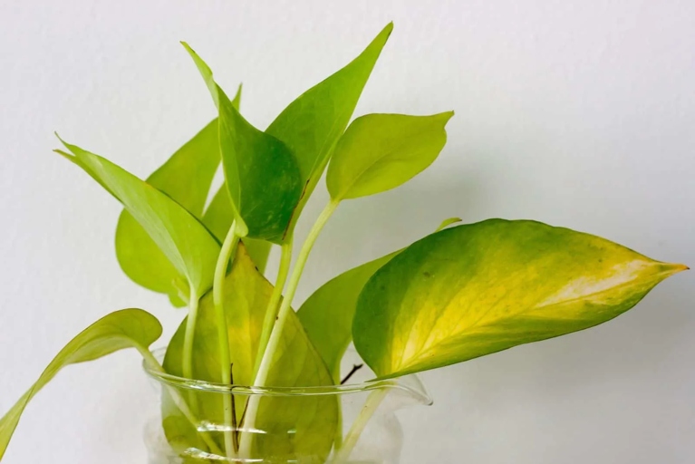 If your pothos leaves are wilting, drooping, or turning yellow, it's a sign that it has been exposed to the wrong temperature.