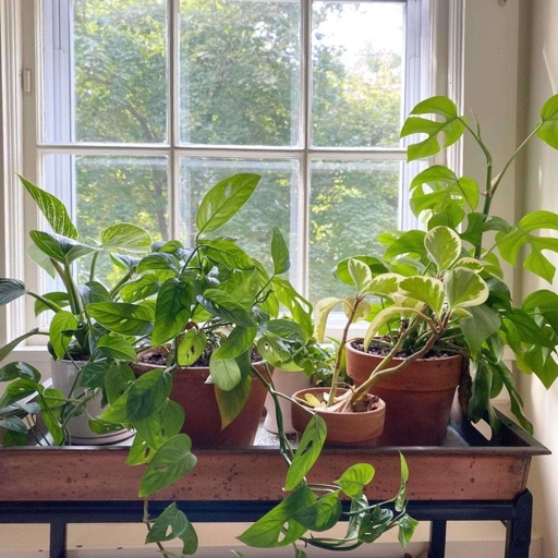 If your pothos plant is looking unhealthy, it may be time to repot it.