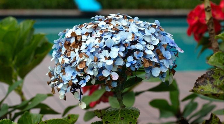 If your potted hydrangea is wilting, don't despair—there are a few things you can do to revive it.