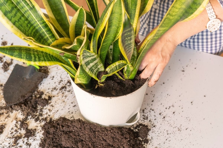If your potting soil is dry, your snake plant is likely underwatered.