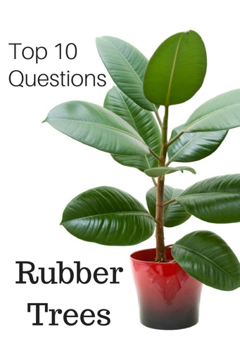 If your rubber plant has severe root rot, you can propagate it by taking a cutting from a healthy part of the plant and growing it in water or moist soil.