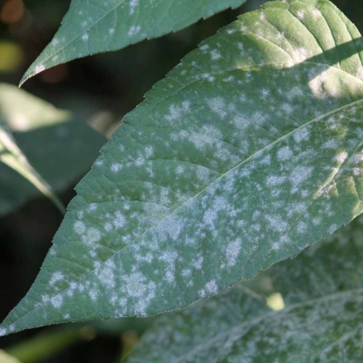 If your rubber plant has white spots, it is likely due to a fungal disease called powdery mildew.