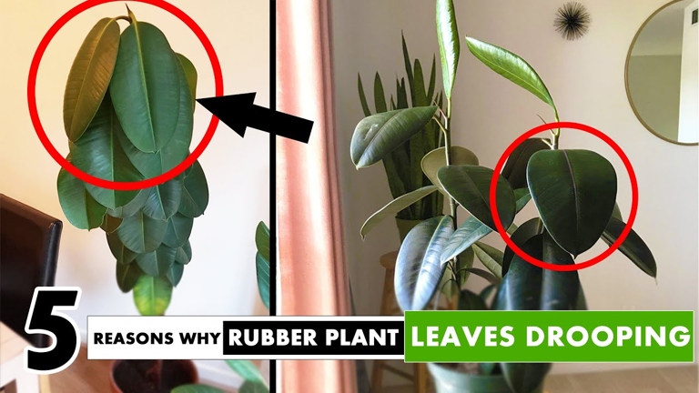 If your rubber plant is looking wilted and droopy, it is likely underwatered.