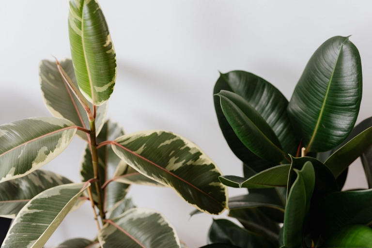 If your rubber plant is wilting and the leaves are drooping, it's likely that it's not getting enough water.