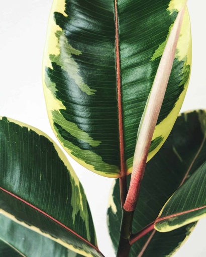 If your rubber plant's leaves are turning brown, there are a few things you can do to help revive it.