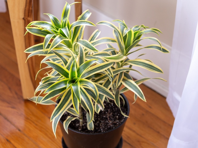 If your Schefflera's leaves are curling, it is likely due to too much sun or wind exposure. Move your plant to a shadier spot and make sure to protect it from drafts.