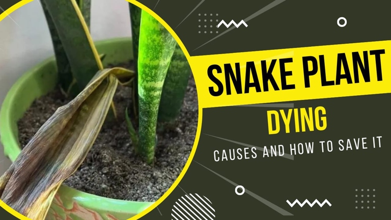 If your snake plant is dying, one possible reason is that it needs to be repotted.