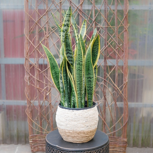 If your snake plant is looking a bit crowded, you can divide it to give it some more room.