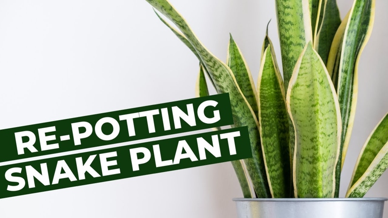 If your snake plant is root bound, the best solution is to transplant it into a pot that is just slightly larger than the current one.