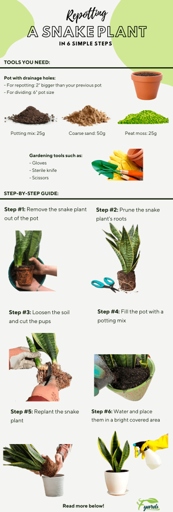 If your snake plant is root bound, the first step is to gently loosen the roots.