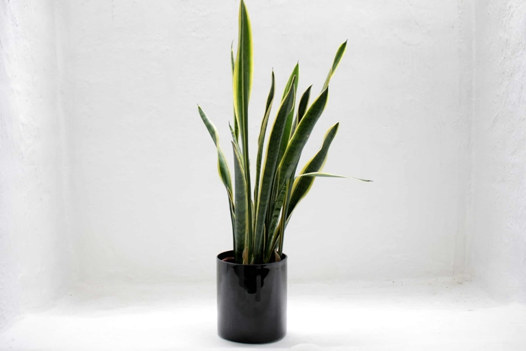 If your snake plant is root bound, you can try root pruning to help it recover.