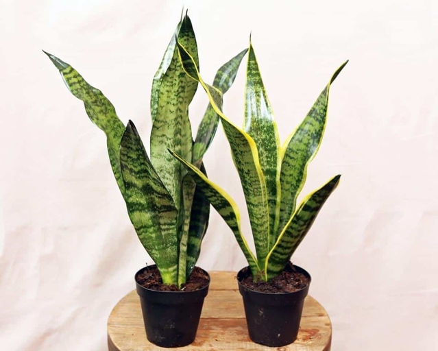 If your snake plant is wilting, has yellow leaves, or is growing slower than usual, it may be root bound.