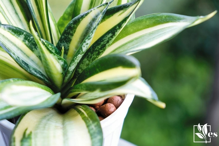 If your snake plant leaves are turning white, it is likely due to a lack of water.