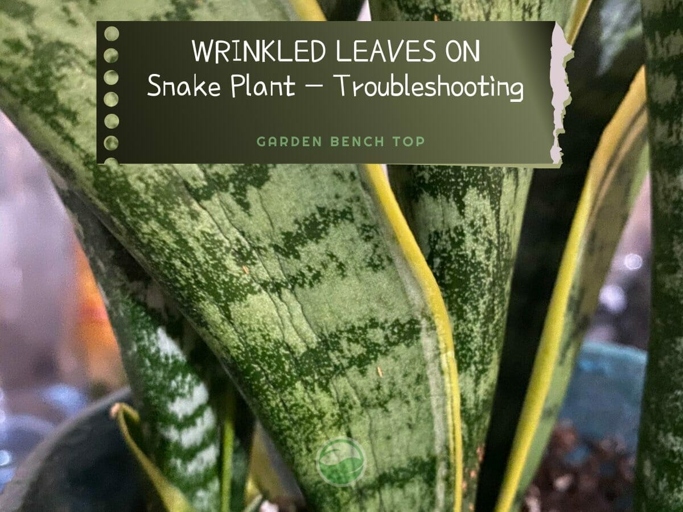 If your snake plant leaves are wrinkled, it is likely due to insufficient light.