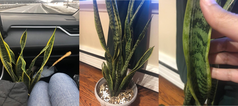 If your snake plant leaves are wrinkled, it is most likely due to under watering.