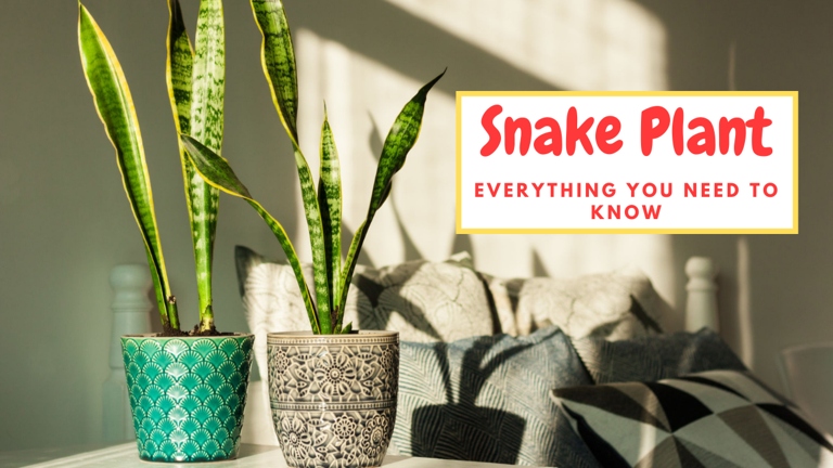 If your snake plant's leaves are bending, it could be due to a variety of reasons. But don't worry, there are treatments, control, and management solutions for all of them.
