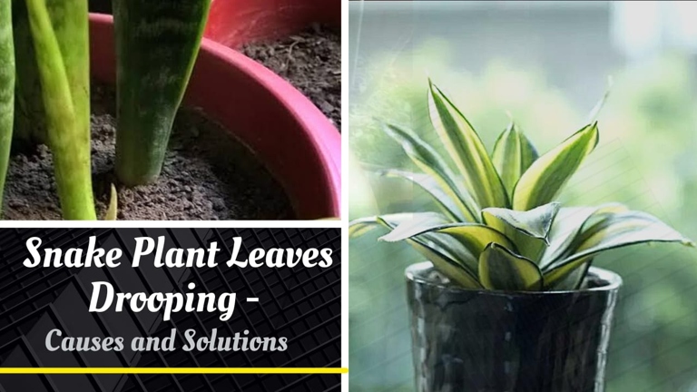 If your snake plant's leaves are bending, it is most likely due to too much water.