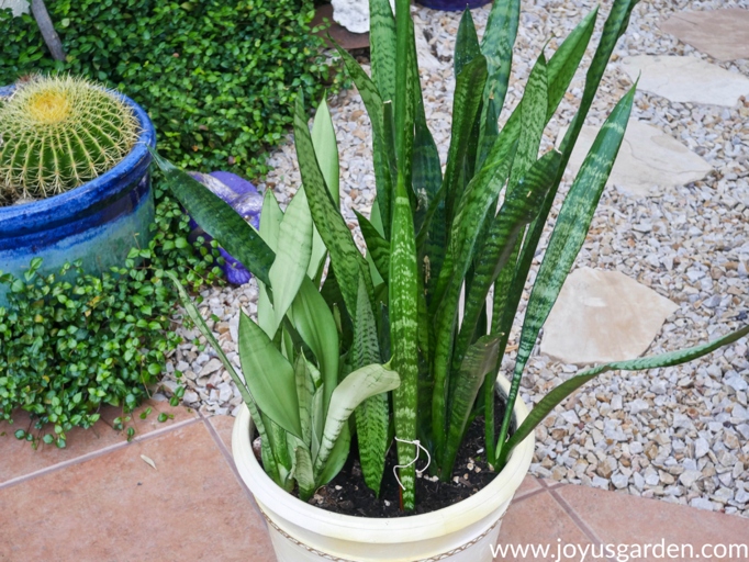 If your snake plant's leaves are bending, it may be time to replant it in a larger container.