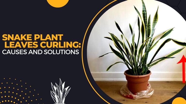 If your snake plant's leaves are curling, it could be a sign of temperature stress.