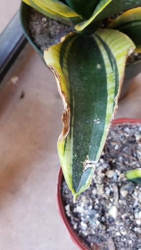 If your snake plant's leaves are curling, it could be because the plant is rootbound.