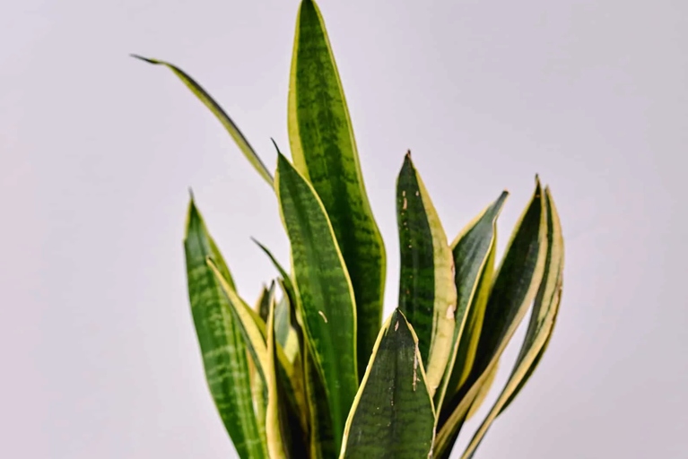 If your snake plant's leaves are splitting or cracking, it's a sign that the plant is stressed from too much or too little water.