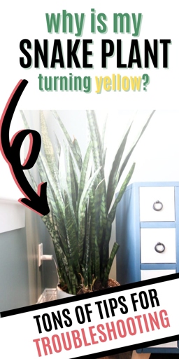 If your snake plant's leaves are turning yellow, it's a sign that it's not getting enough light.
