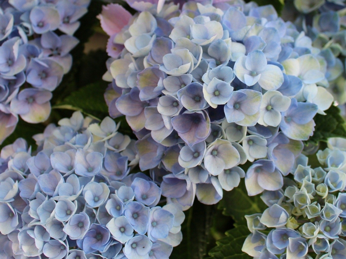 If your soil is lacking in nutrients, your hydrangeas will likely suffer.