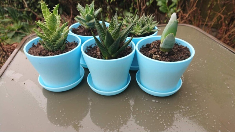 If your soil is too moisture retentive, your aloe plant may suffer from root rot.