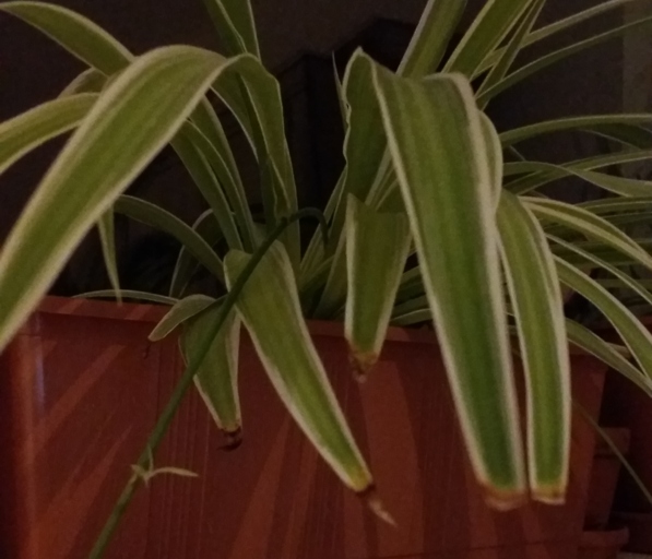 If your spider plant has water stress and brown tips, you can fix it by cutting off the brown tips.