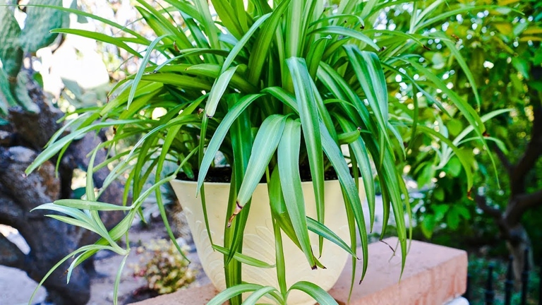 If your spider plant leaves are curling, it could be due to one of six causes.