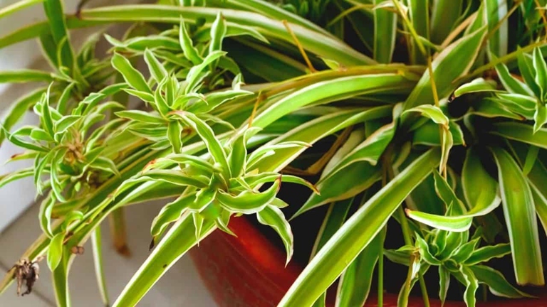 If your spider plant leaves are curling, it may be due to improper fertilizer application.
