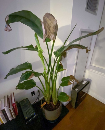 If your Strelitzia Nicolai is not flowering, it may be because it is not getting enough light.