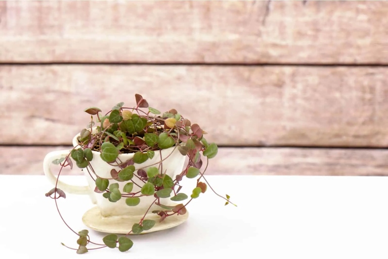 If your String of Hearts is overwatered, don't despair. There are a few things you can do to save your plant.