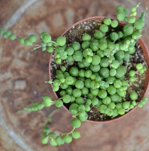 If your string of pearls (Curio rowleyanus) is looking limp and sad, it may be overwatered.