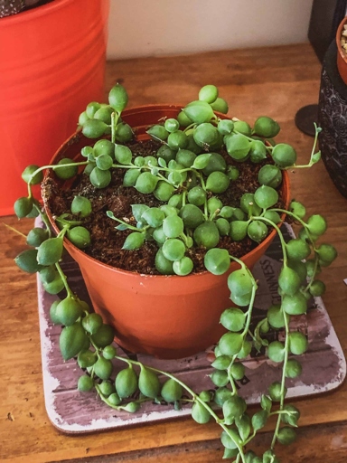 If your String of Pearls (Curio rowleyanus) is overwatered, you may notice the leaves start to yellow.